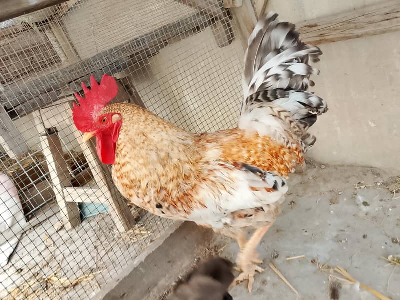 hens pair 2