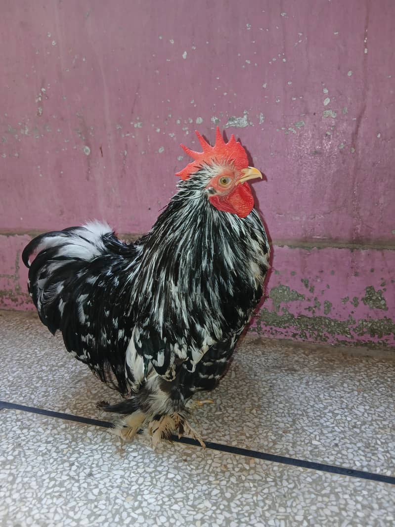 Mollted Bantam 0