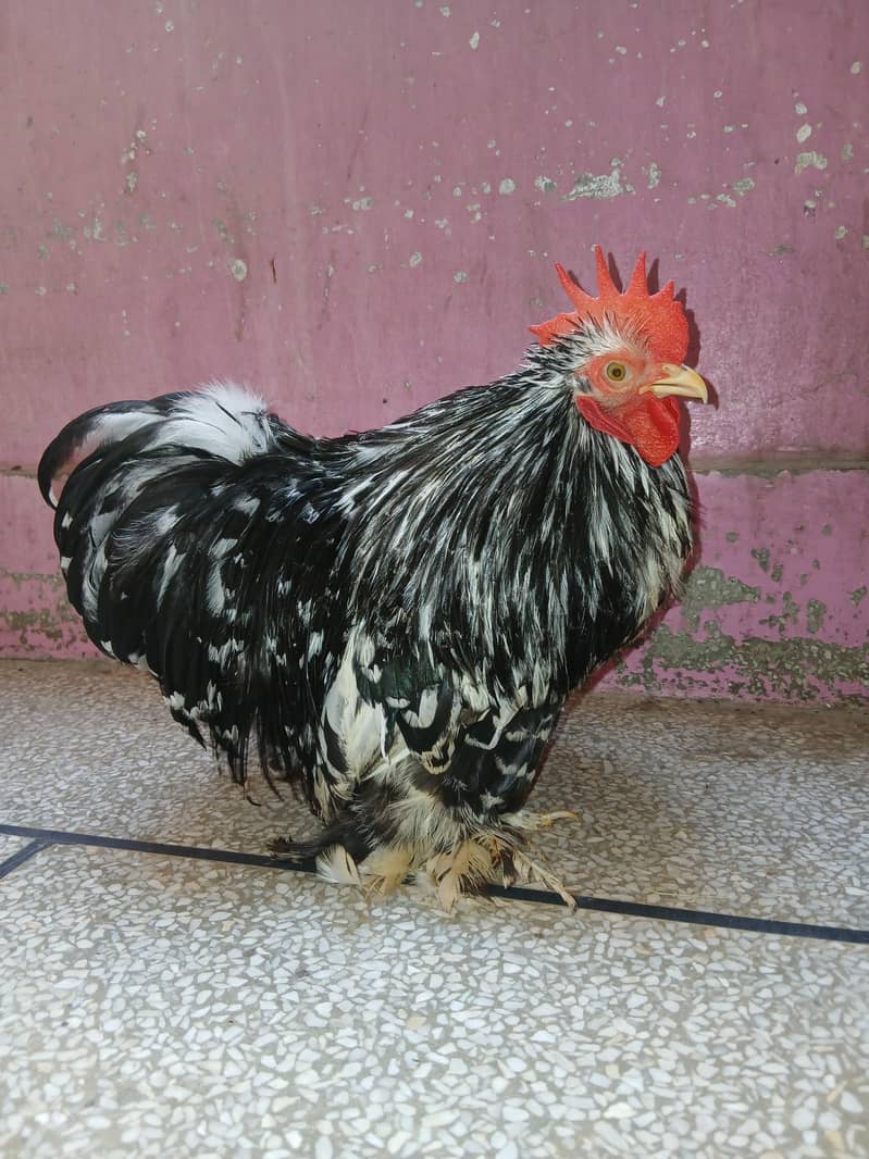 Mollted Bantam 1