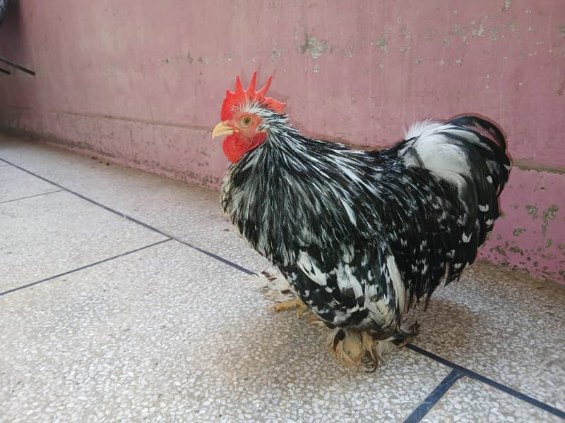 Mollted Bantam 2
