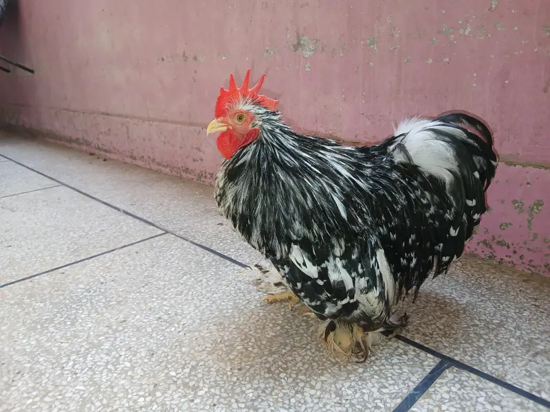 Mollted Bantam — photo 3
