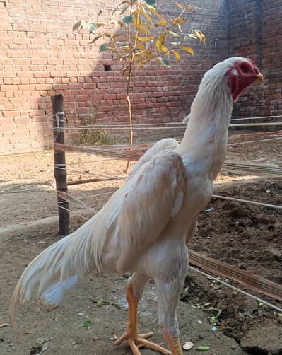 White Shamo | O Shamo Male | Shamo Patha | For sale