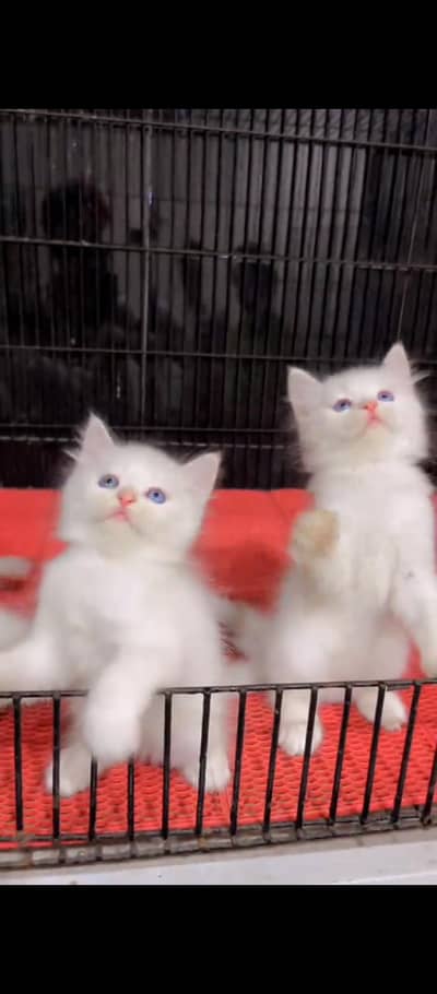 Persian cat for sale male female vaccine clear