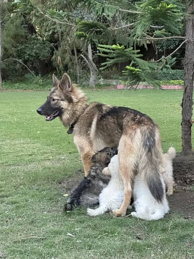 Alaskan Shepherd Puppies for Sale | Healthy & Active Pups