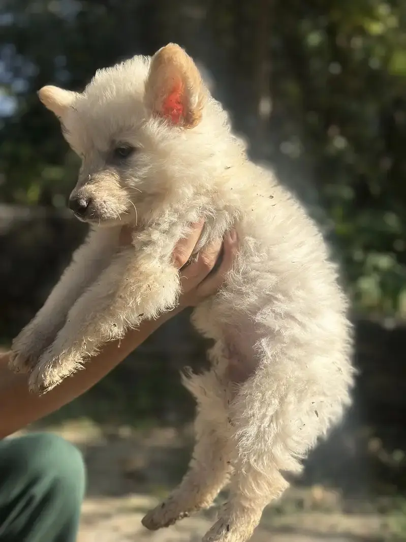 Alaskan Shepherd Puppies for Sale | Healthy & Active Pups — photo 5