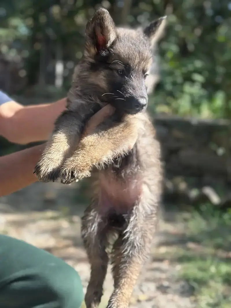 Alaskan Shepherd Puppies for Sale | Healthy & Active Pups — photo 8
