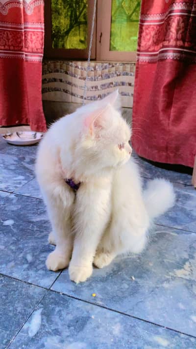 Persian cat MALe