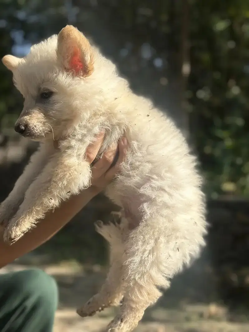 Alaskan Shepherd Puppies for Sale | Healthy & Active Pups — photo 3