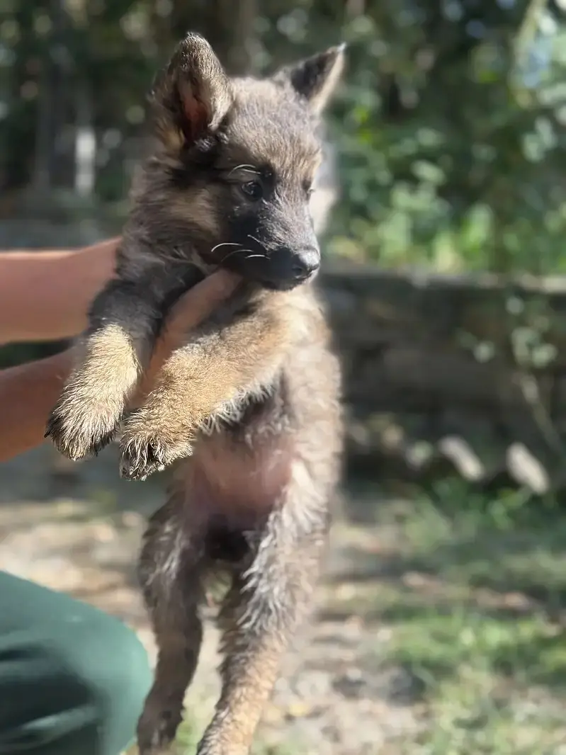 Alaskan Shepherd Puppies for Sale | Healthy & Active Pups — photo 4