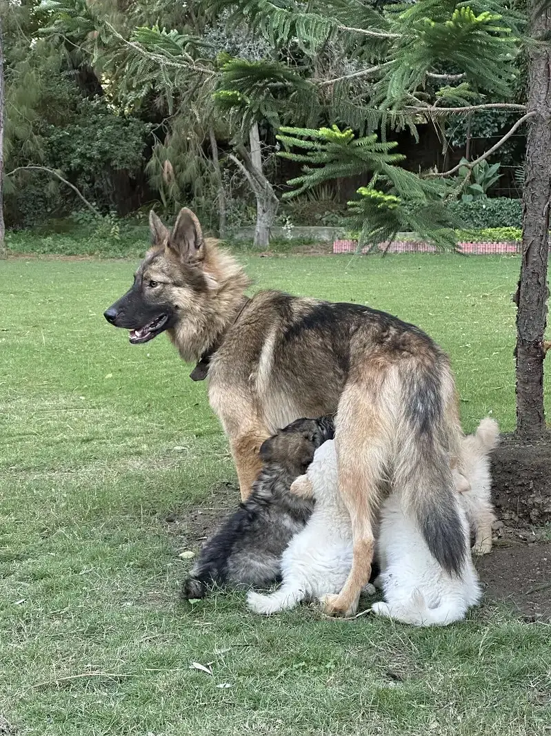 Alaskan Shepherd Puppies for Sale | Healthy & Active Pups — photo 5