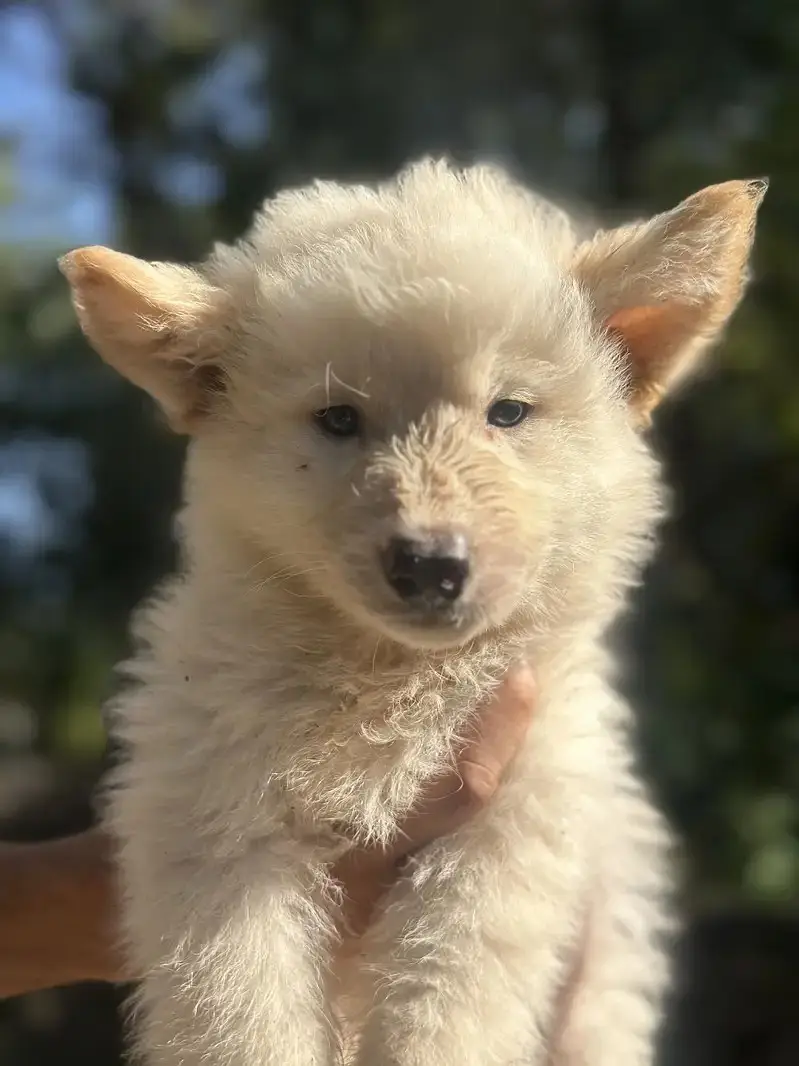 Alaskan Shepherd Puppies for Sale | Healthy & Active Pups — photo 7