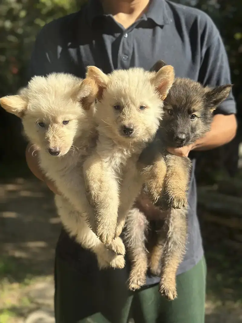 Alaskan Shepherd Puppies for Sale | Healthy & Active Pups — photo 8