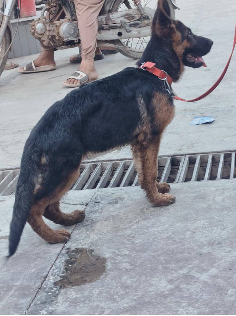 German Shepherd 0