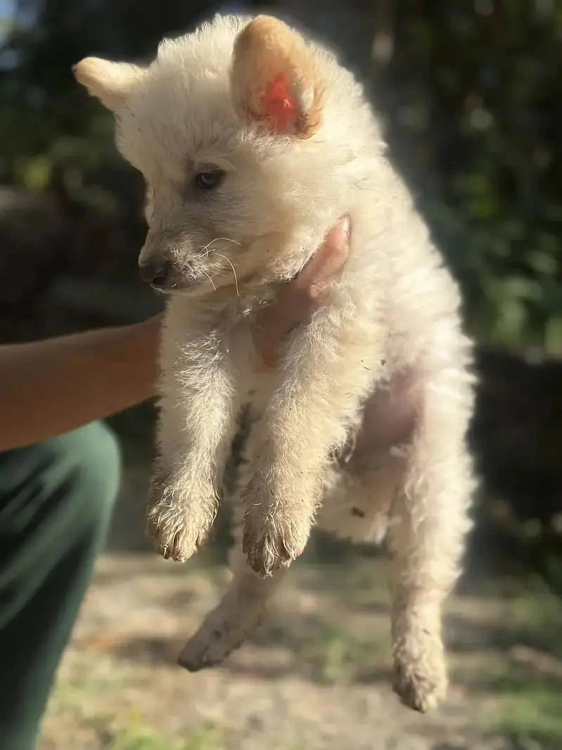 Alaskan Shepherd Puppies for Sale | Healthy & Active Pups — photo 3