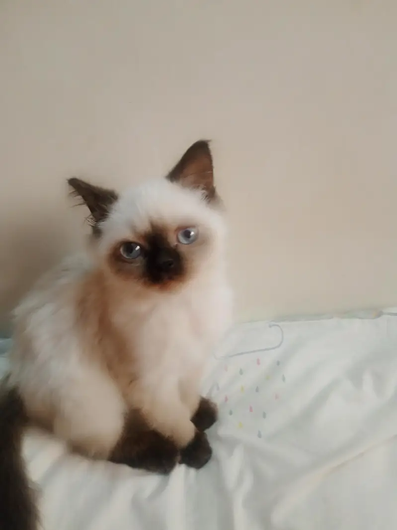 cat for sale — photo 4