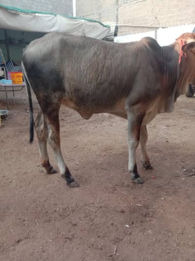 Cow Bachri