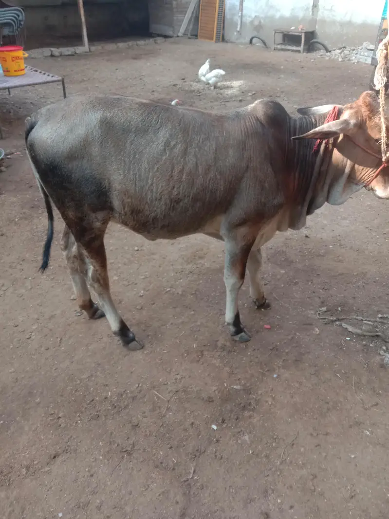 Cow Bachri — photo 2