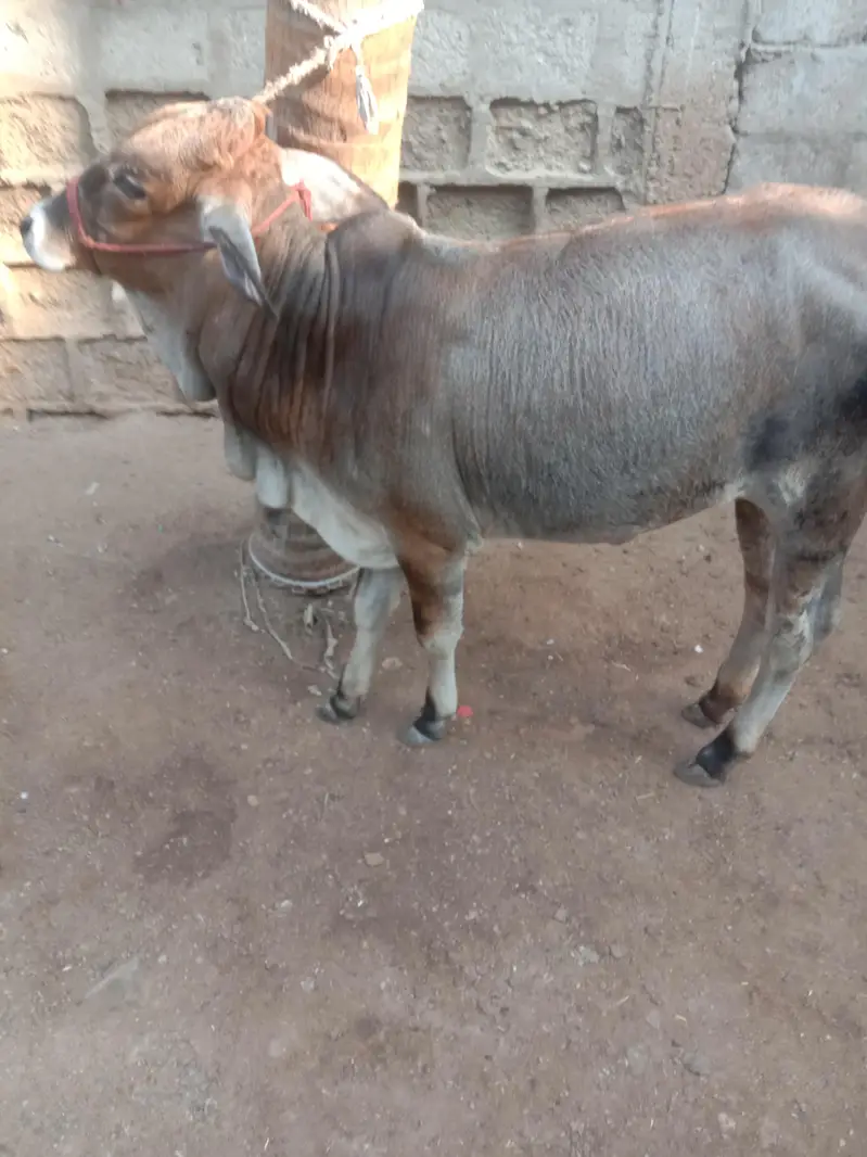 Cow Bachri — photo 3