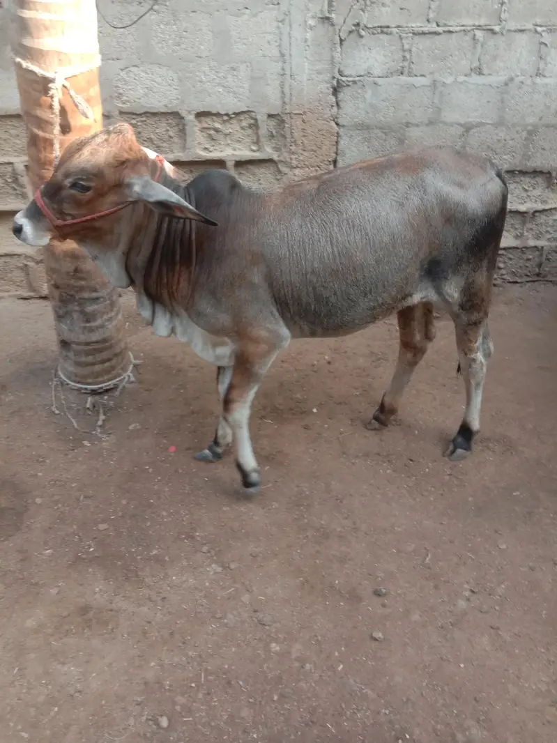 Cow Bachri — photo 4