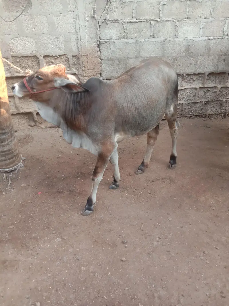Cow Bachri — photo 5