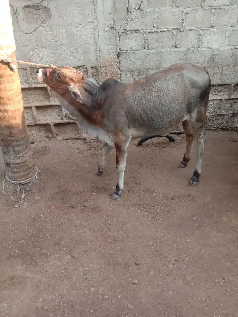Cow Bachri — photo 6
