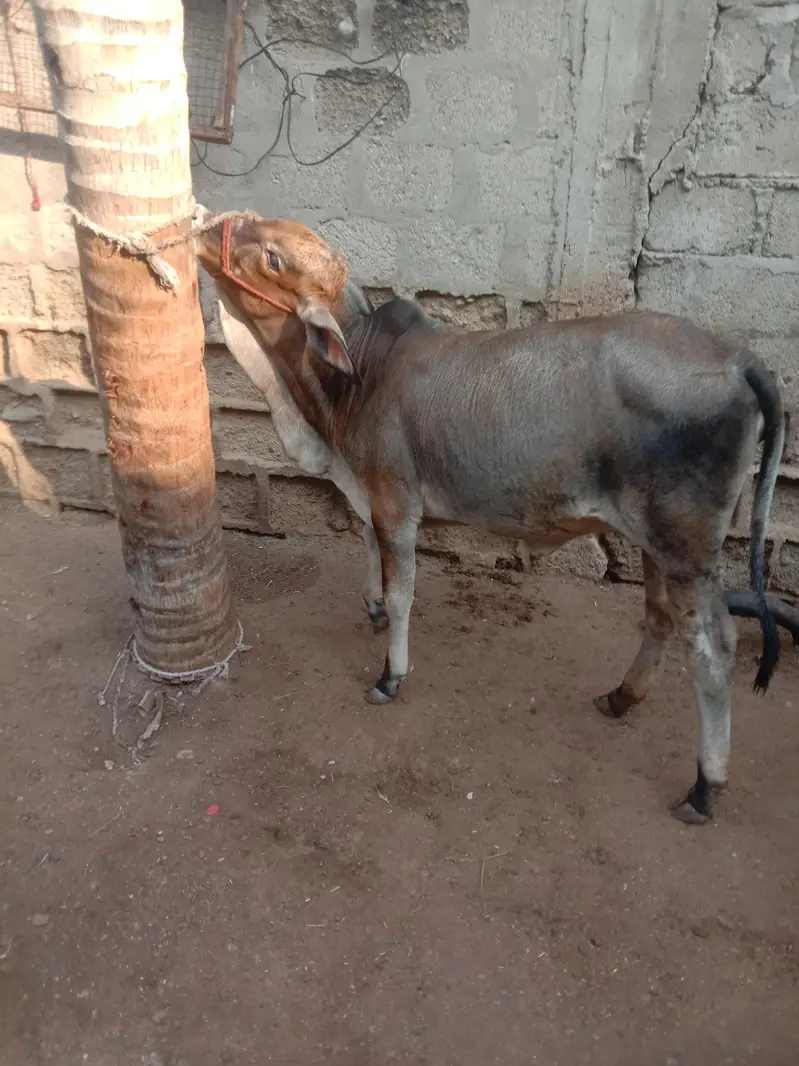 Cow Bachri — photo 7