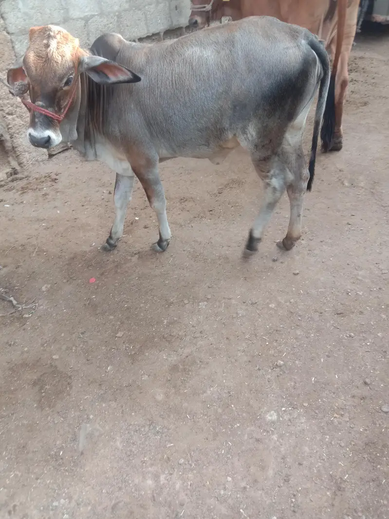Cow Bachri — photo 8