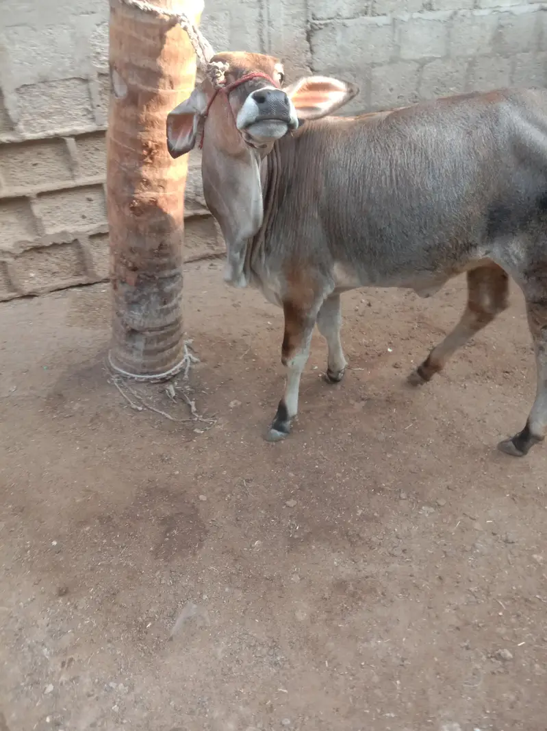 Cow Bachri — photo 9