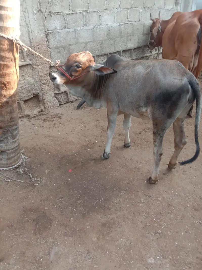 Cow Bachri — photo 10