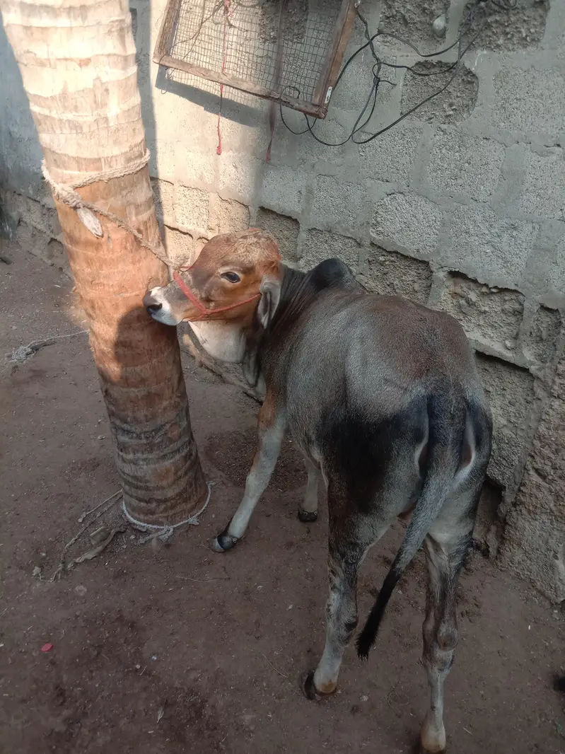 Cow Bachri — photo 11