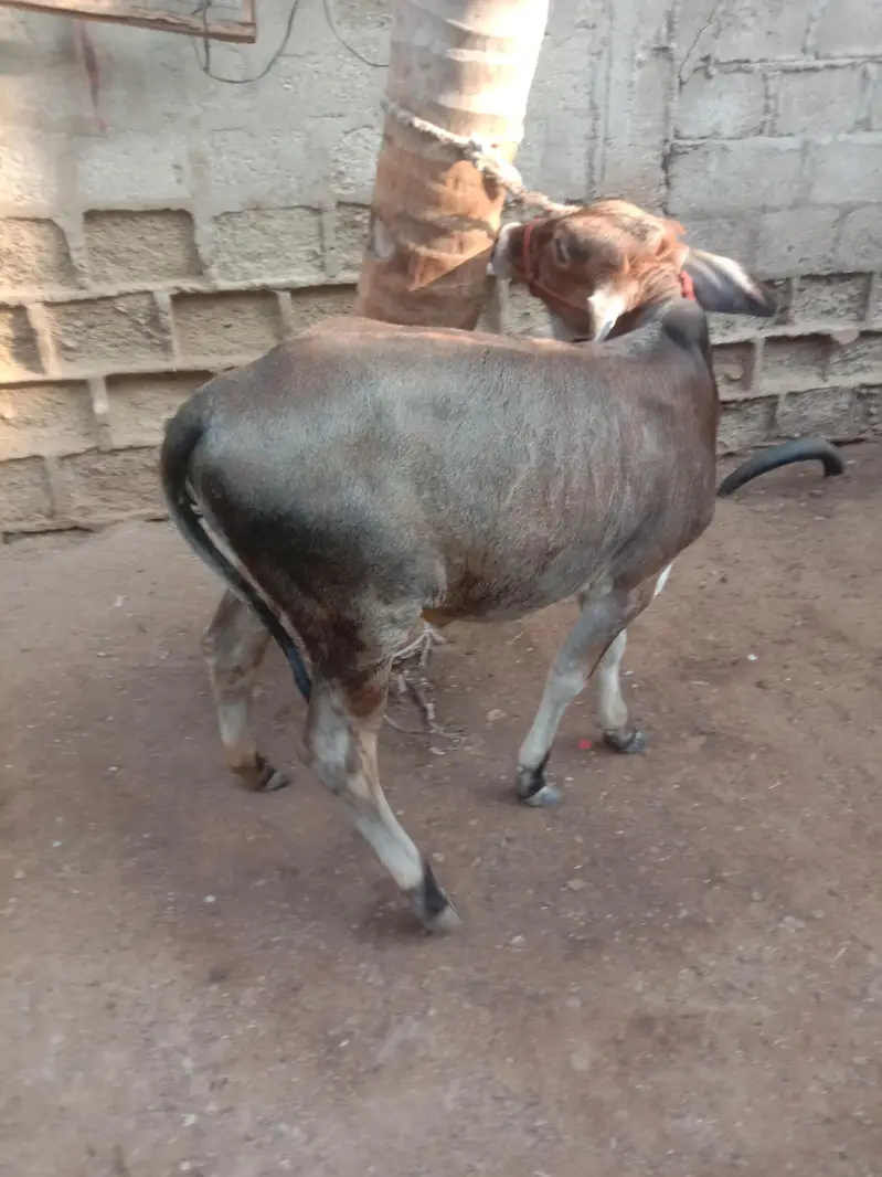 Cow Bachri — photo 12