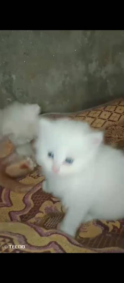 Persian cat for sale male female healthy your active