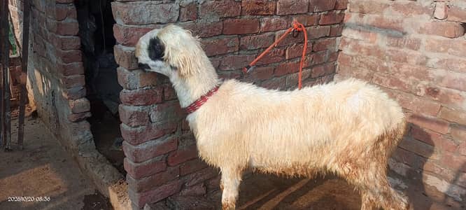 sheep Mundra