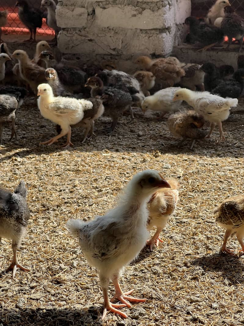 Chicks 0