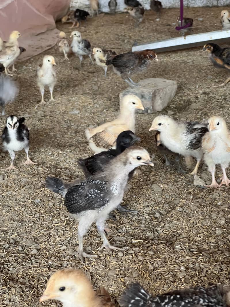 Chicks 1