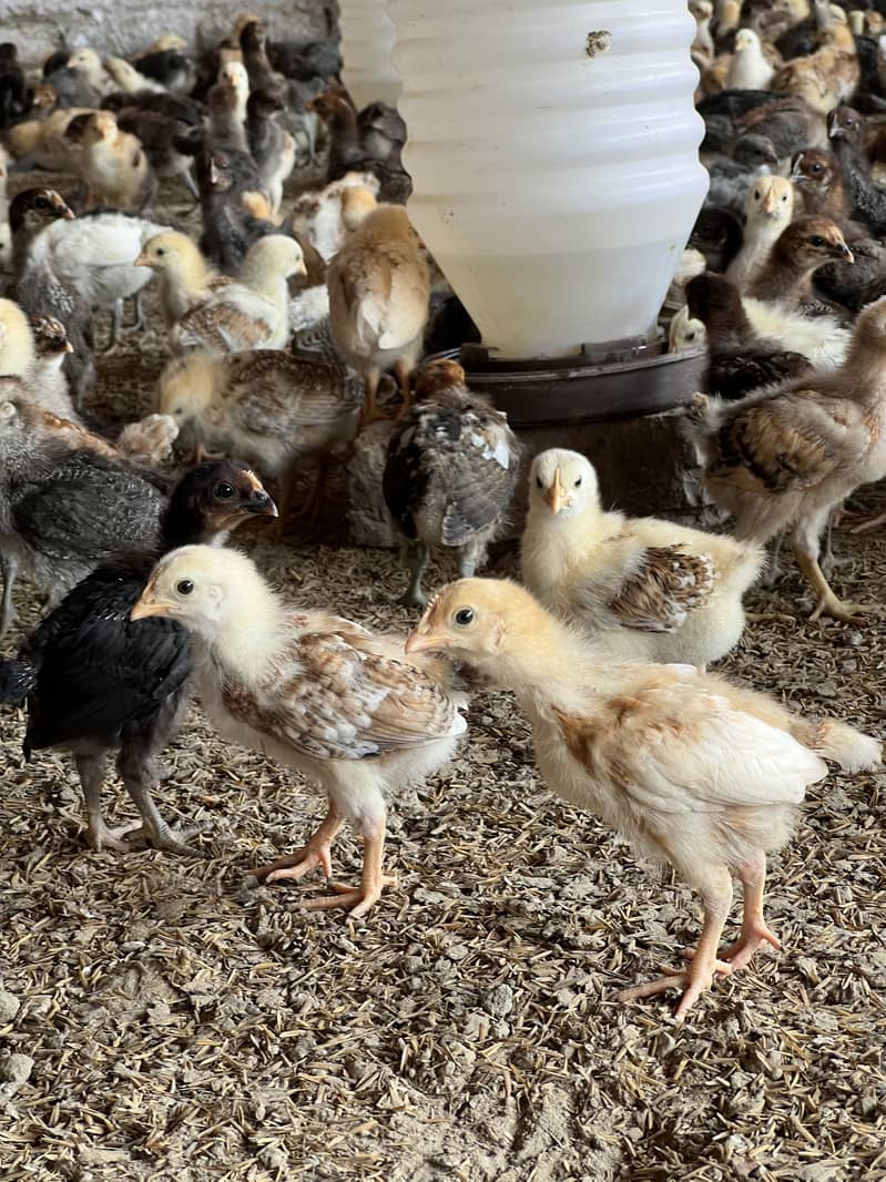 Chicks 2