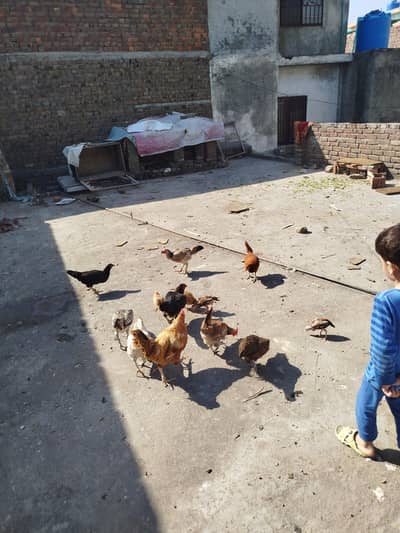 desi murge