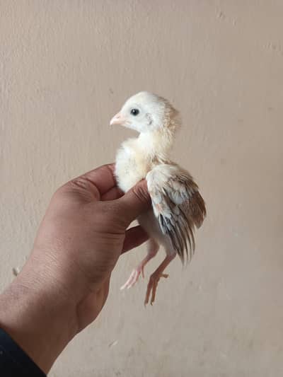 pure amroha choozy
