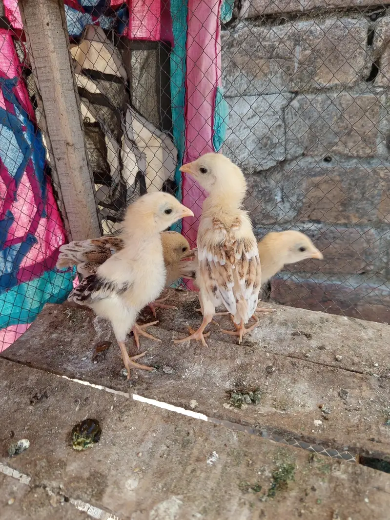 pure amroha choozy — photo 5