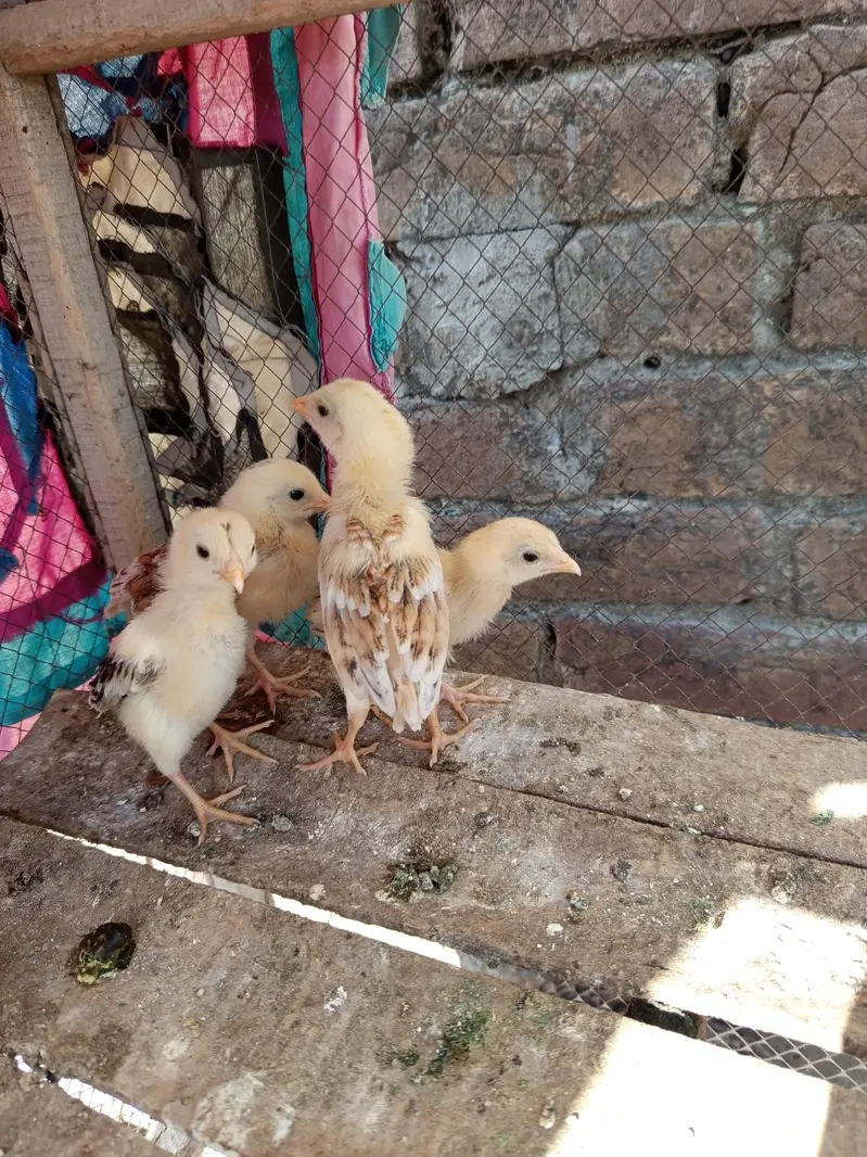 pure amroha choozy — photo 6