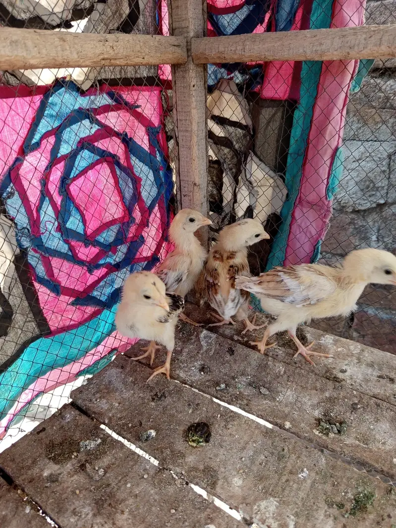 pure amroha choozy — photo 7