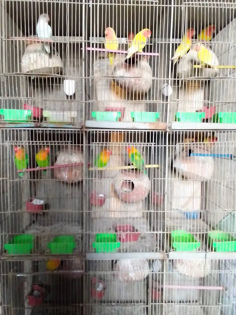 Australian Lovebirds — photo 11