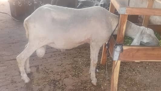 Chatra for sale