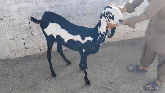Goats and sheeps | sheep for sale | Mundra for sale | goat for sale