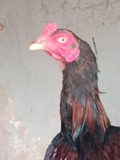 Aseel male for sale