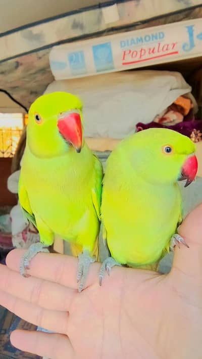 03369510495 Parrot for sale handtame