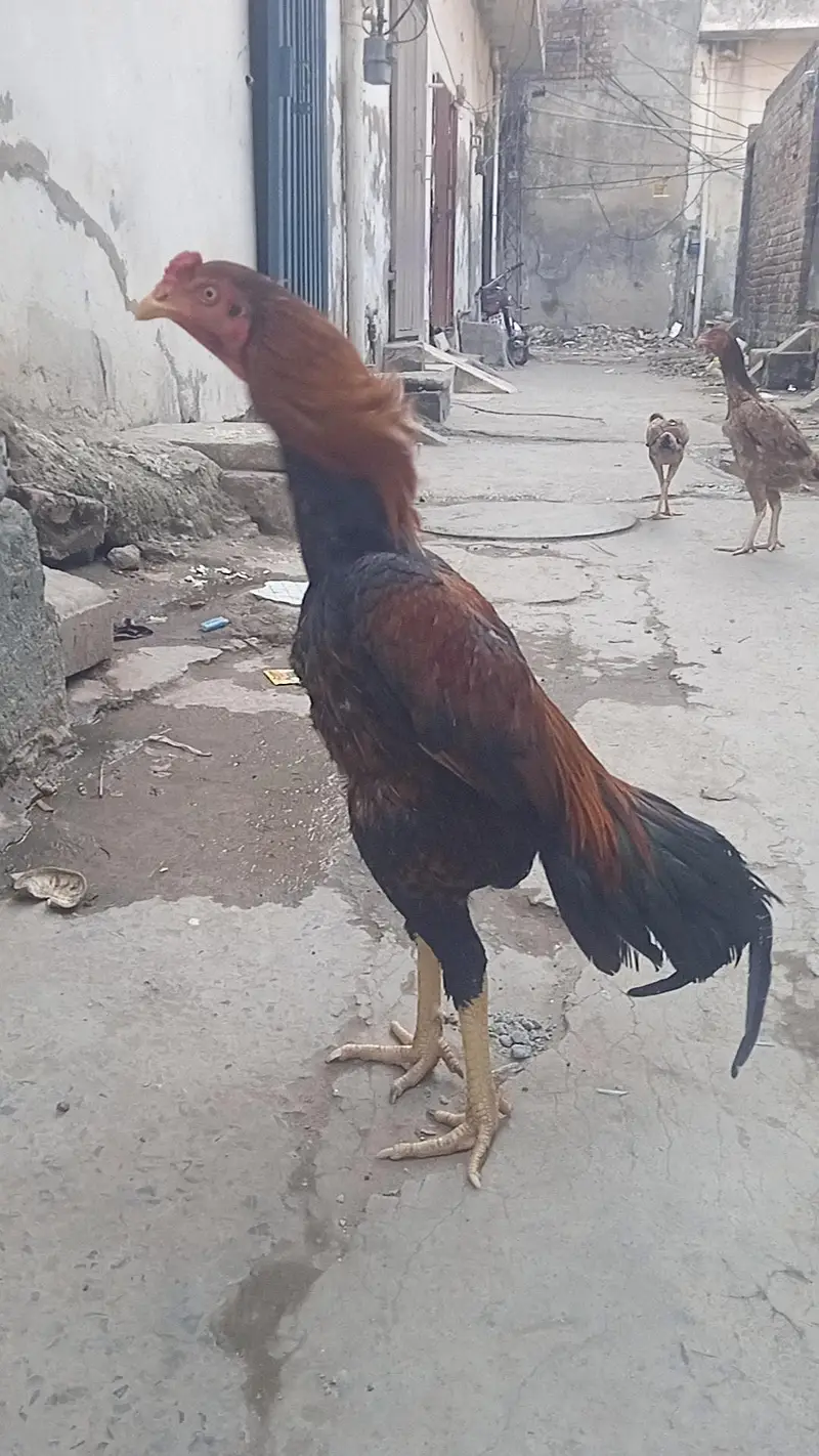aseel miya wali. . 03221489062 — photo 7