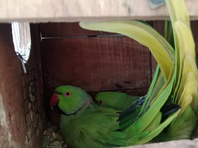 breeder parrot