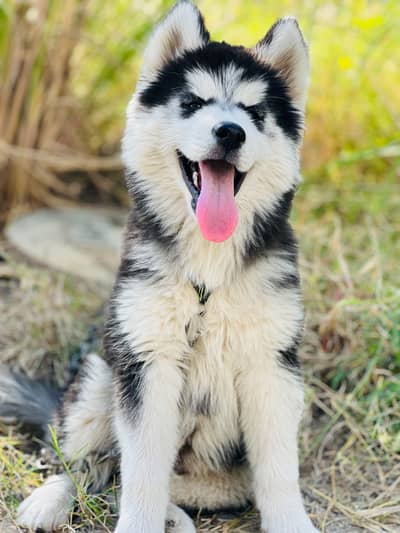 Husky male pup
