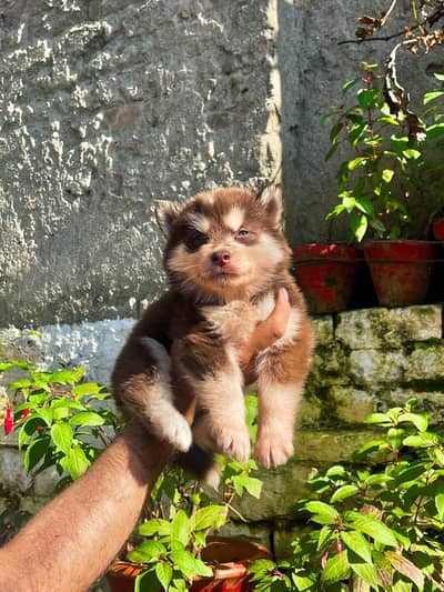 husky dog for sale